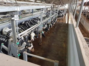 安樂福2019以色列奶牛高產探索之旅正式啟動 科技引領，共筑高效養殖新篇章