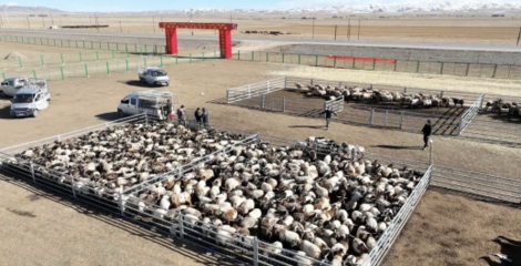 同德縣 多措并舉打造有機農畜產品輸出地，推進畜牧業高質量可持續發展