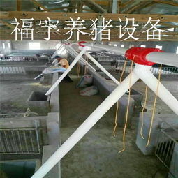 福宇畜牧 自動化料線賦能牧場，一次投資開啟終身效益新篇章